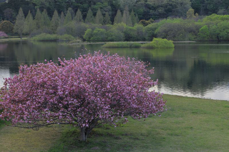 日野川