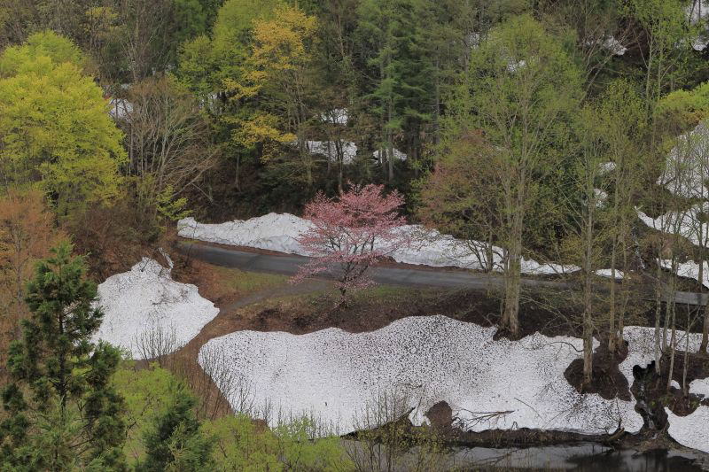 雪解けの頃